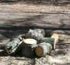 WoodPile.jpg (65486 bytes)